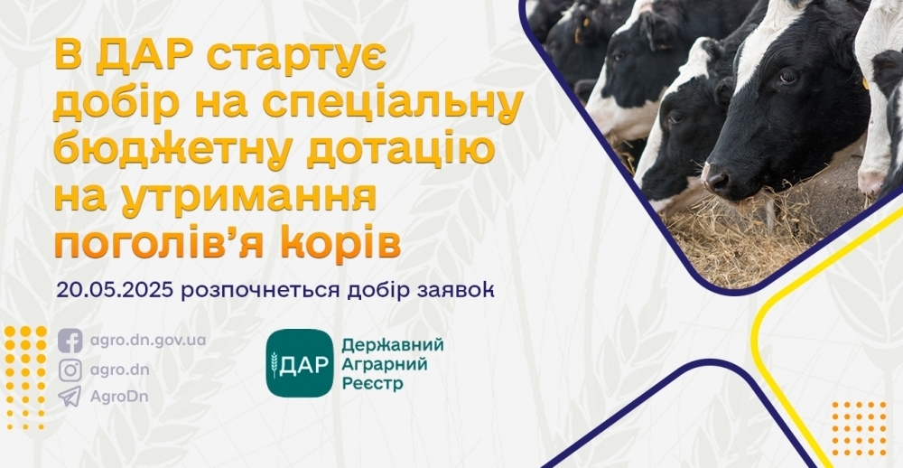 В ДАР стартує добір на спеціальну бюджетну дотацію на утримання поголів’я корів